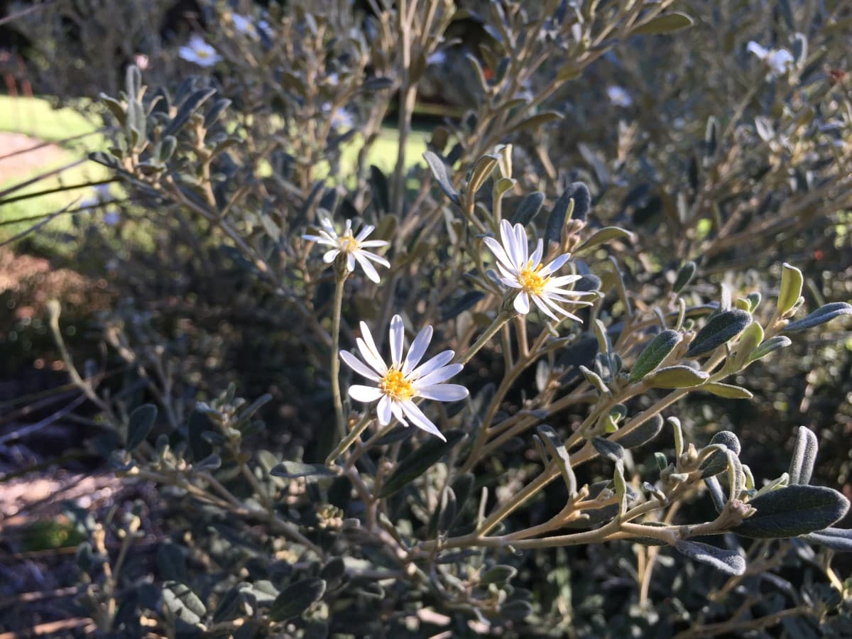 Bogong-Daisy-.jpg