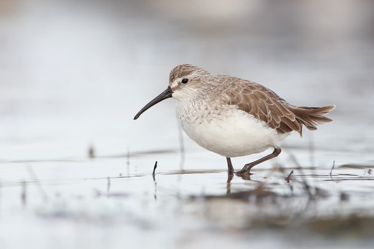 CurlewSandpiper_DRW_4590.jpg