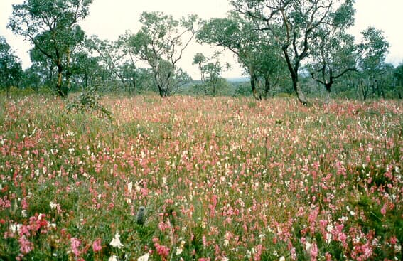 Photo of pink and white flowers taken by ANGAIR.